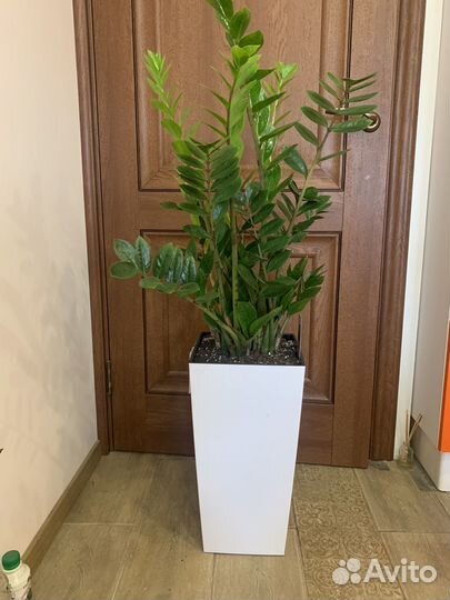 Замиокулькас