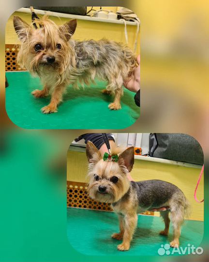 Стрижка йорки пекинесы метисы