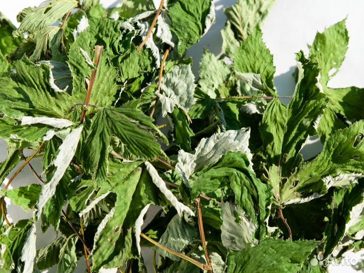 Лист таволги (лабазника), 50г