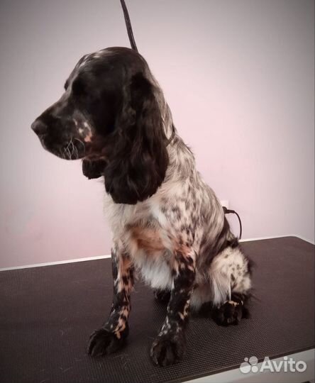 Русский охотничий спаниель вязка