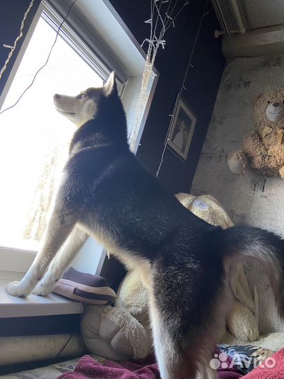 Вязка кабель хаски