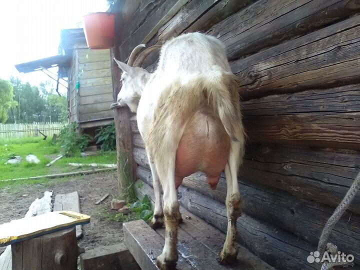 Козы дойные