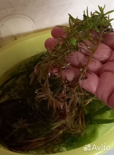 Прополка 20 видов растений.Грот-корабль