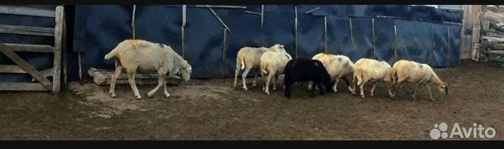 Продам овец