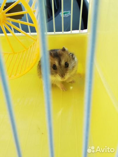 Джунгарский хомяк