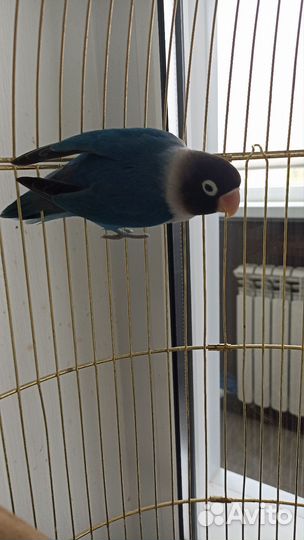 Попугаи неразлучники