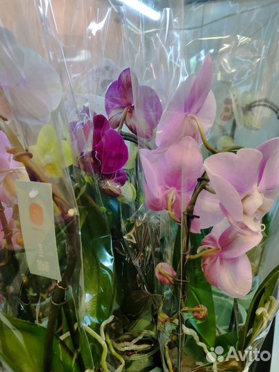 Орхидея фаленопсис