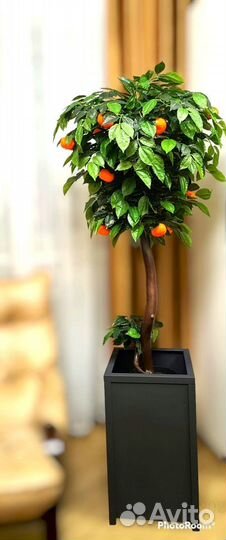 Декоративное дерево Мандарин 150-160 см