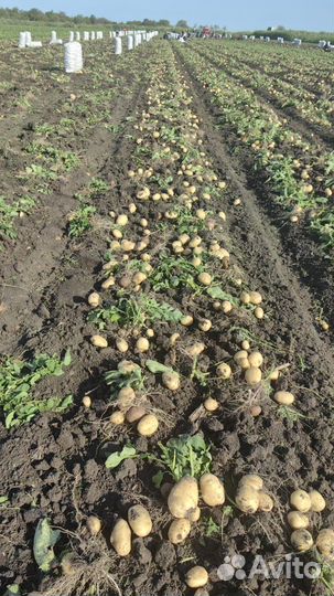 Картофель / свежый урожай / опт /большой объем