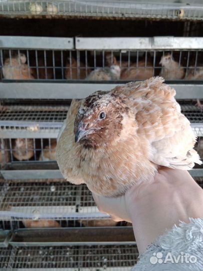 Перепела продажа