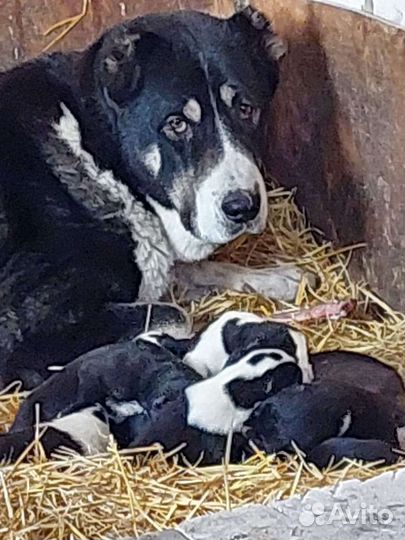 Передержка собак