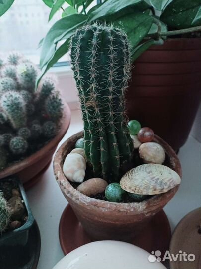 Кактусы разные сорта