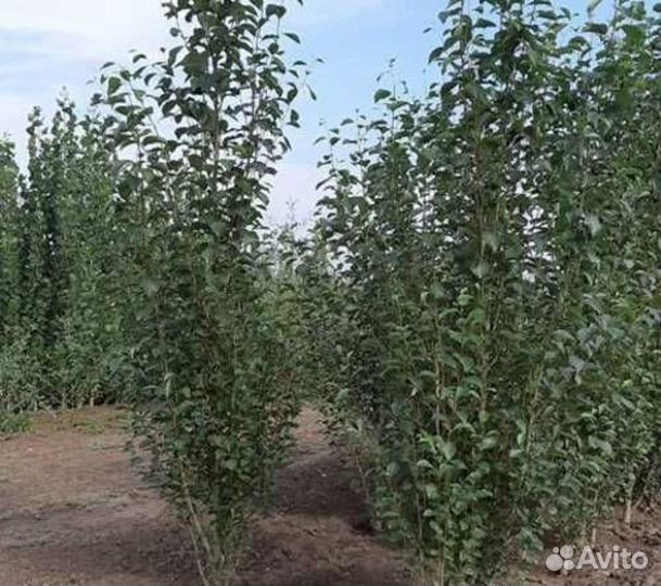 Тополь Башкирский пирамидальный/200-250 см