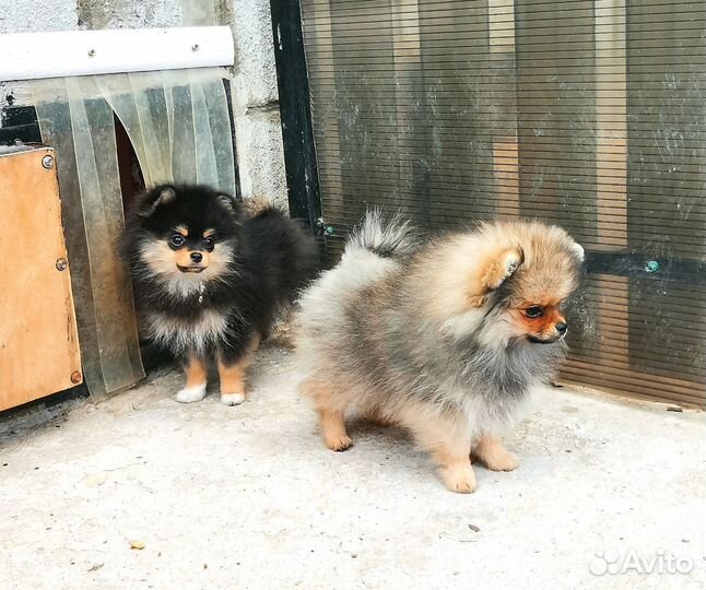 Шпицы Мальчики померанчики