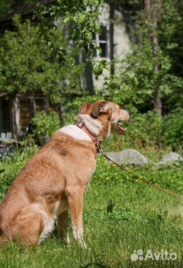 Рыжая собака девочка