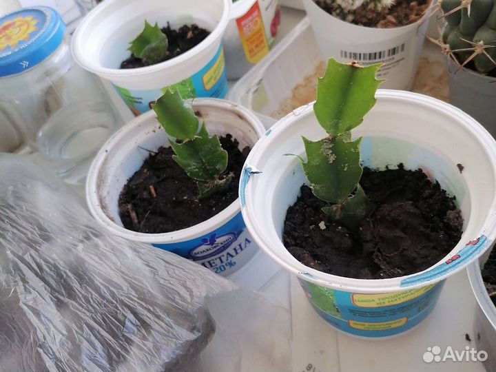 Декабрист черенки