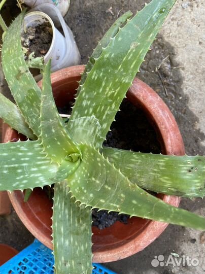 Алое лечебный,Алое Вера