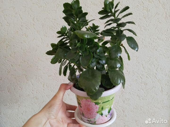 Цветы домашние в горшках