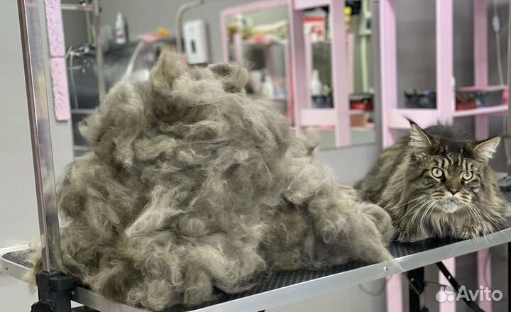 Стрижка и экспресс-линька кошек