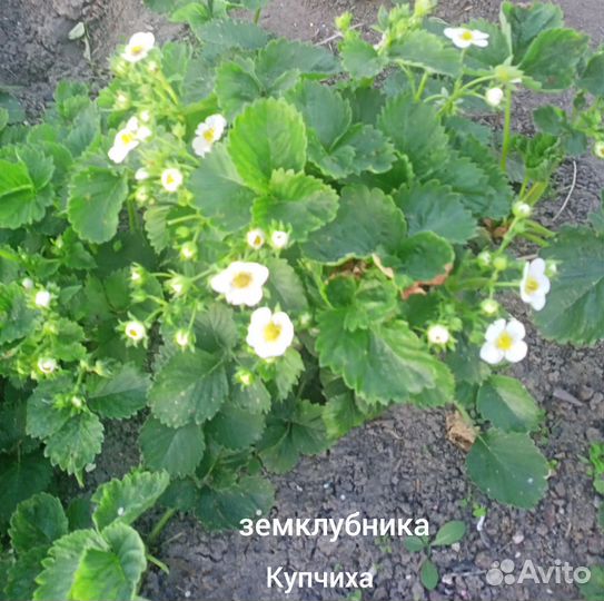 Клубника с зкс, предзаказ