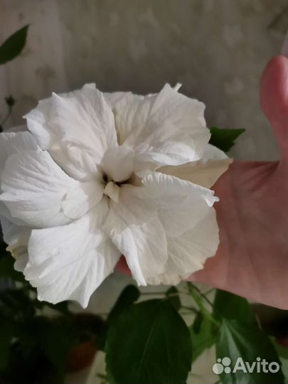 Гибискус, китайская роза