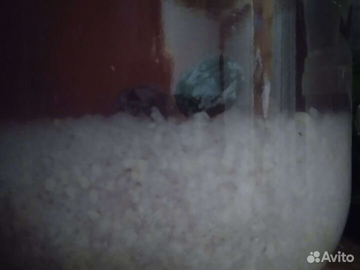 Индийский морской рис