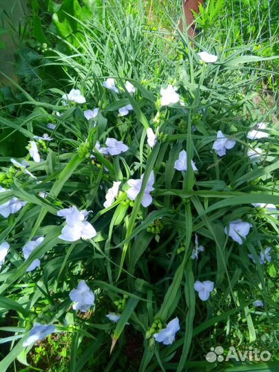 Роза лилия фалярис маргаритки традесканция хоста