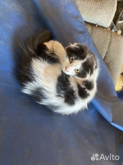 Котенок мальчик вислоухий