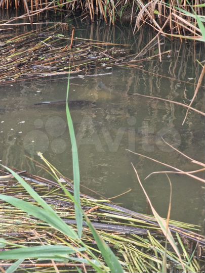 Участок 5 га (СНТ, ДНП)