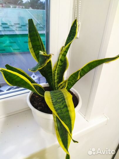 Замиокулькас,Фикус Бенджамин