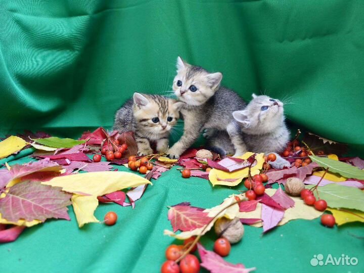 Шотландские котята