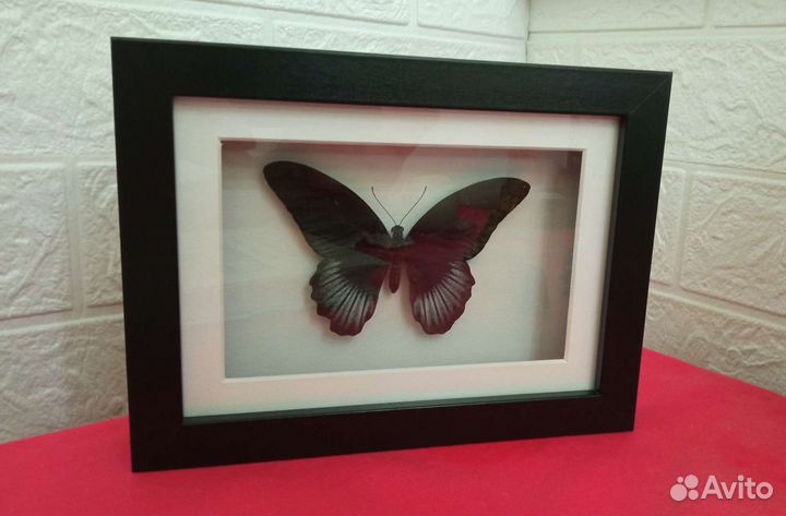 Бабочка в рамке