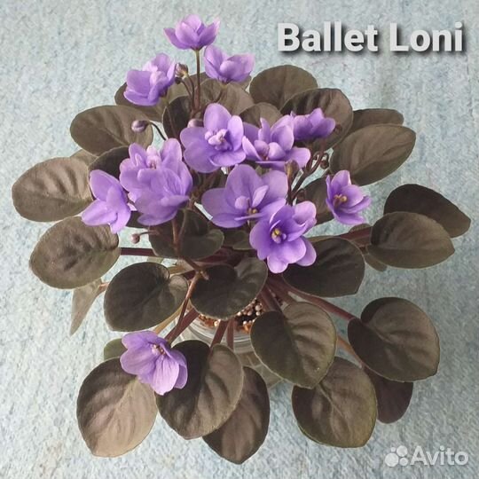 Мини фиалки