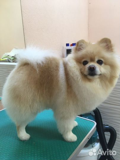 Стрижка собак и кошек рядом с ТЦ Южный Полюс