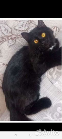 Кошечки и котики