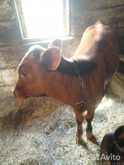 Айширский бычок