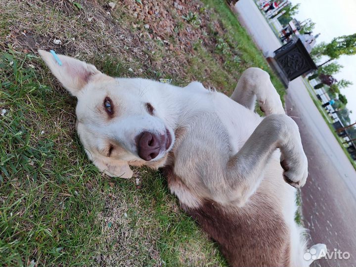 Грациозная лань в семью