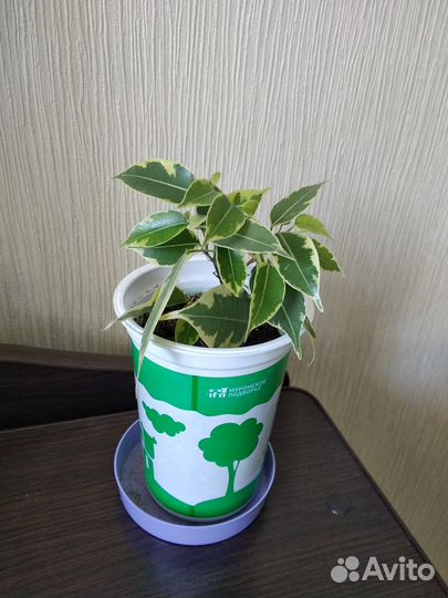 Фикус Бенжамина (двуцветный)