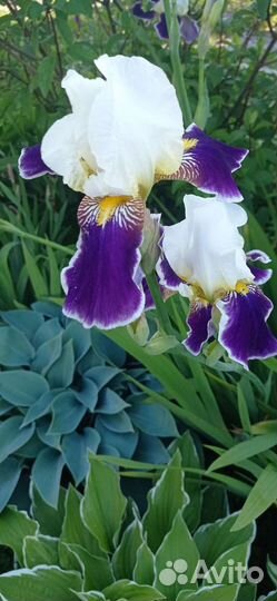 Ирис бородатый