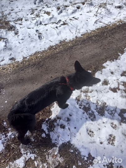 Собака в добрые руки отдам бесплатно, щенок