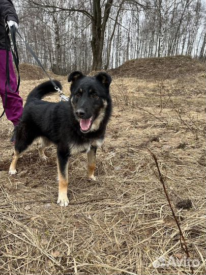 Собака в добрые руки отдам бесплатно