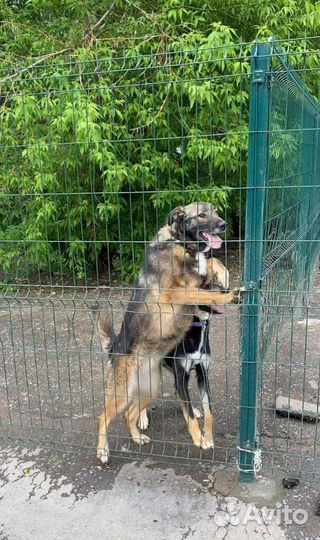 Собака из приюта в добрые руки