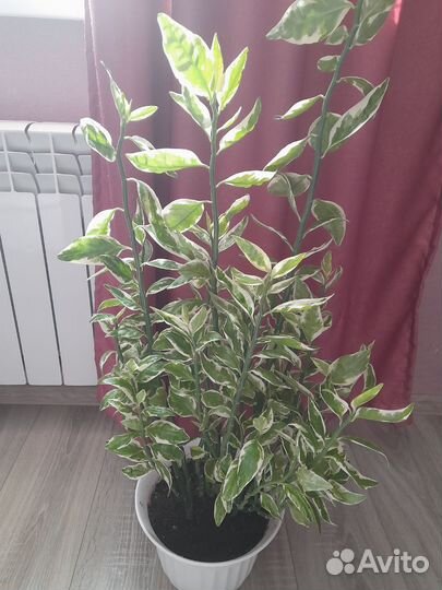 Педилантус