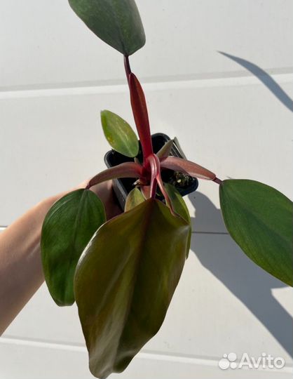 Филодендрон Рэд Эмиральд