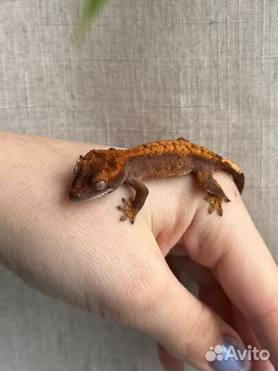 Реснитчатый бананоед