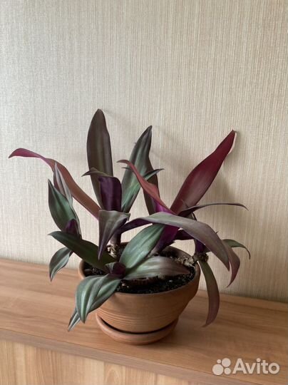 Традесканция Рео