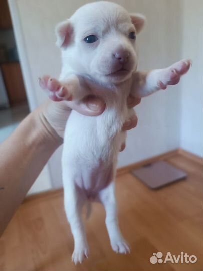 Щенки чихуахуа мини девочки