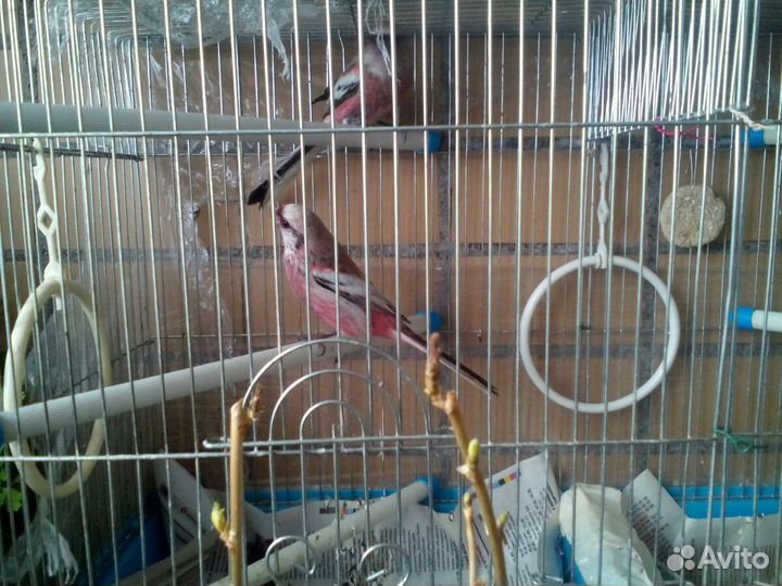 Ремез осенний. самец. птица