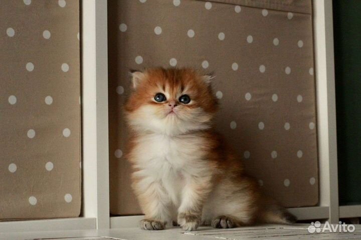 Очаровательный британский малыш