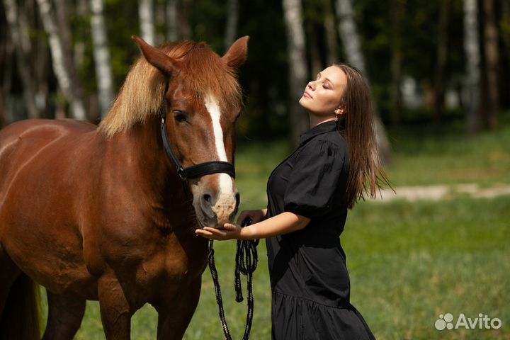 Молодая лошадь в спорт и для души